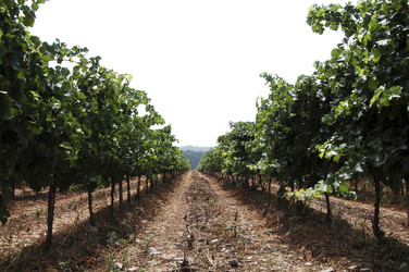 Similar image 8179116