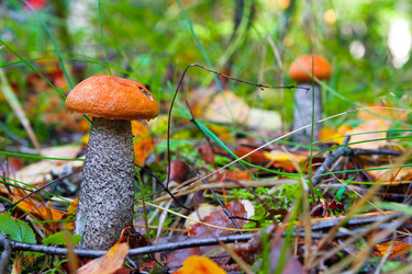 Similar image 8179132