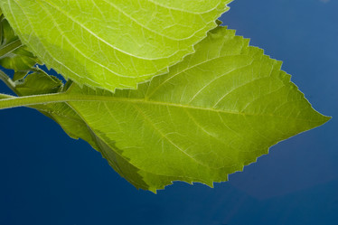 Similar image 8181042