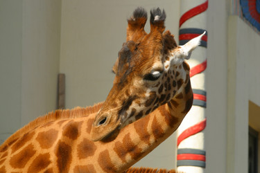 Similar image 8184240