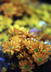 Similar image 8184265