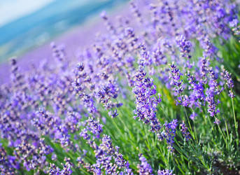 Similar image 8187666