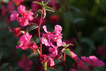 Similar image 8188435