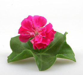 Similar image 8191179