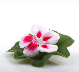 Similar image 8191181