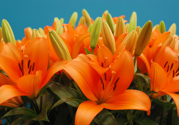 Similar image 8191248