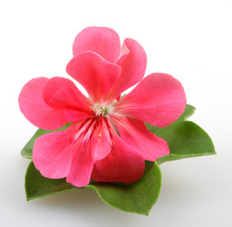 Similar image 8193258