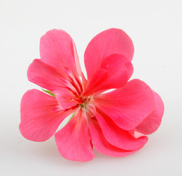 Similar image 8193260