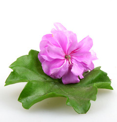 Similar image 8193286