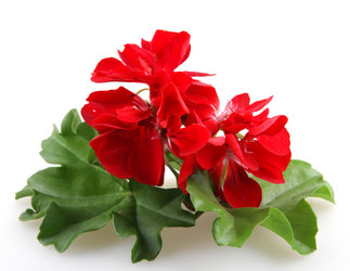 Similar image 8193322