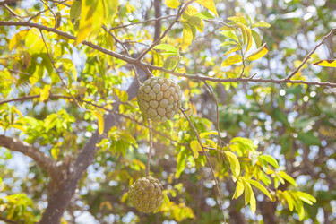 Similar image 8194000