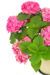 Similar image 8200792