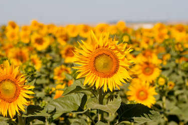 Similar image 8200809