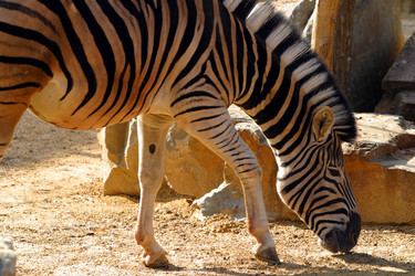 Similar image 8205021