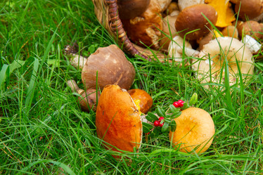 Similar image 8206431