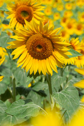 Similar image 8206479