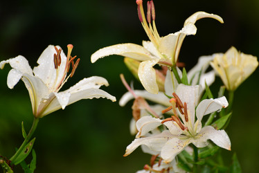 Similar image 8212186