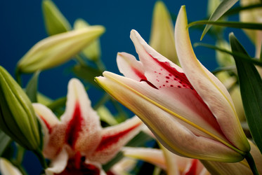 Similar image 8213615