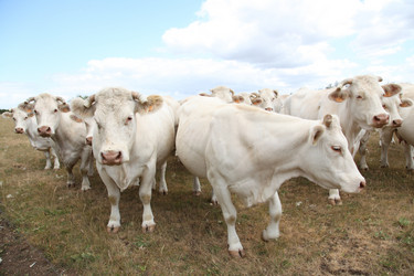 Similar image 8214952