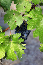 Similar image 8215549