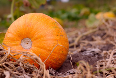 Similar image 8216477