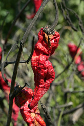 Similar image 8217436