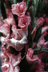 Similar image 8217645