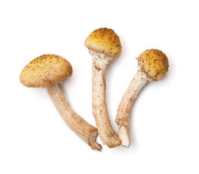 Similar image 8218818