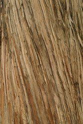 Similar image 8219119