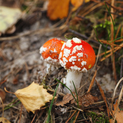 Similar image 8226307