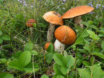 Similar image 8228544