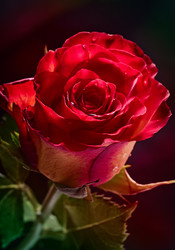 Similar image 8230020