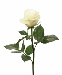 Similar image 8230791