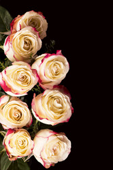 Similar image 8230988