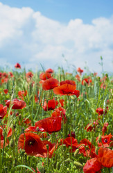 Similar image 8231056