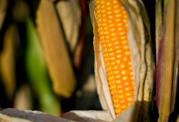 Similar image 8232086