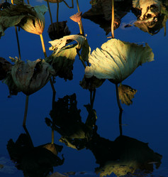 Similar image 8272848