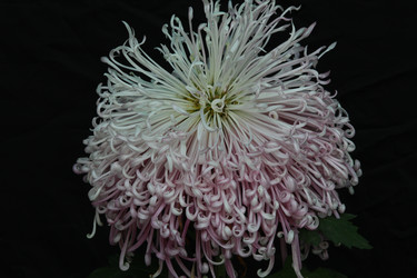 Similar image 8272871