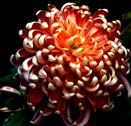 Similar image 8272886