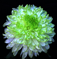 Similar image 8272887