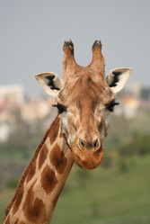 Similar image 8273998