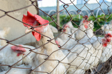 Similar image 8274519