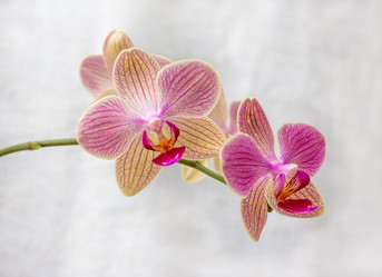 Similar image 8274554