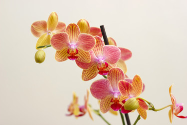 Similar image 8274555