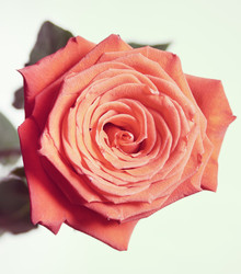 Similar image 8274894