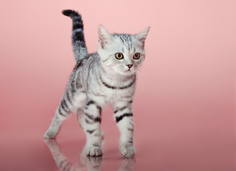 Similar image 8275436