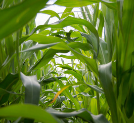 Similar image 8275482