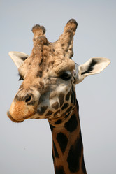 Similar image 8275561