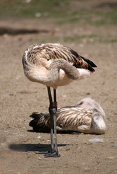 Similar image 8275586