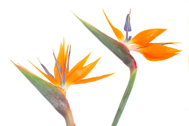 Similar image 8276252